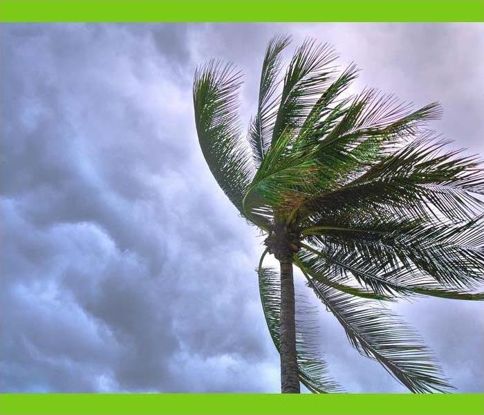 Palm tree blowing in wind against a stormy sky